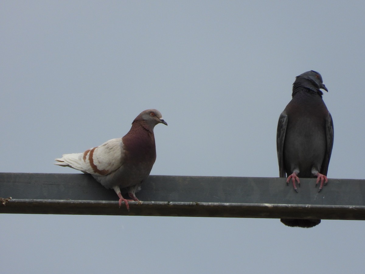 Rock Pigeon (Feral Pigeon) - ML659292838