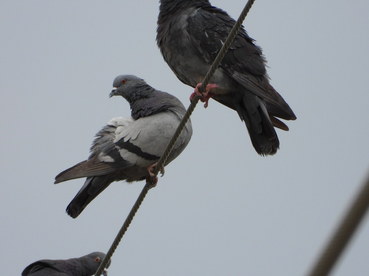 Rock Pigeon (Feral Pigeon) - ML659292839