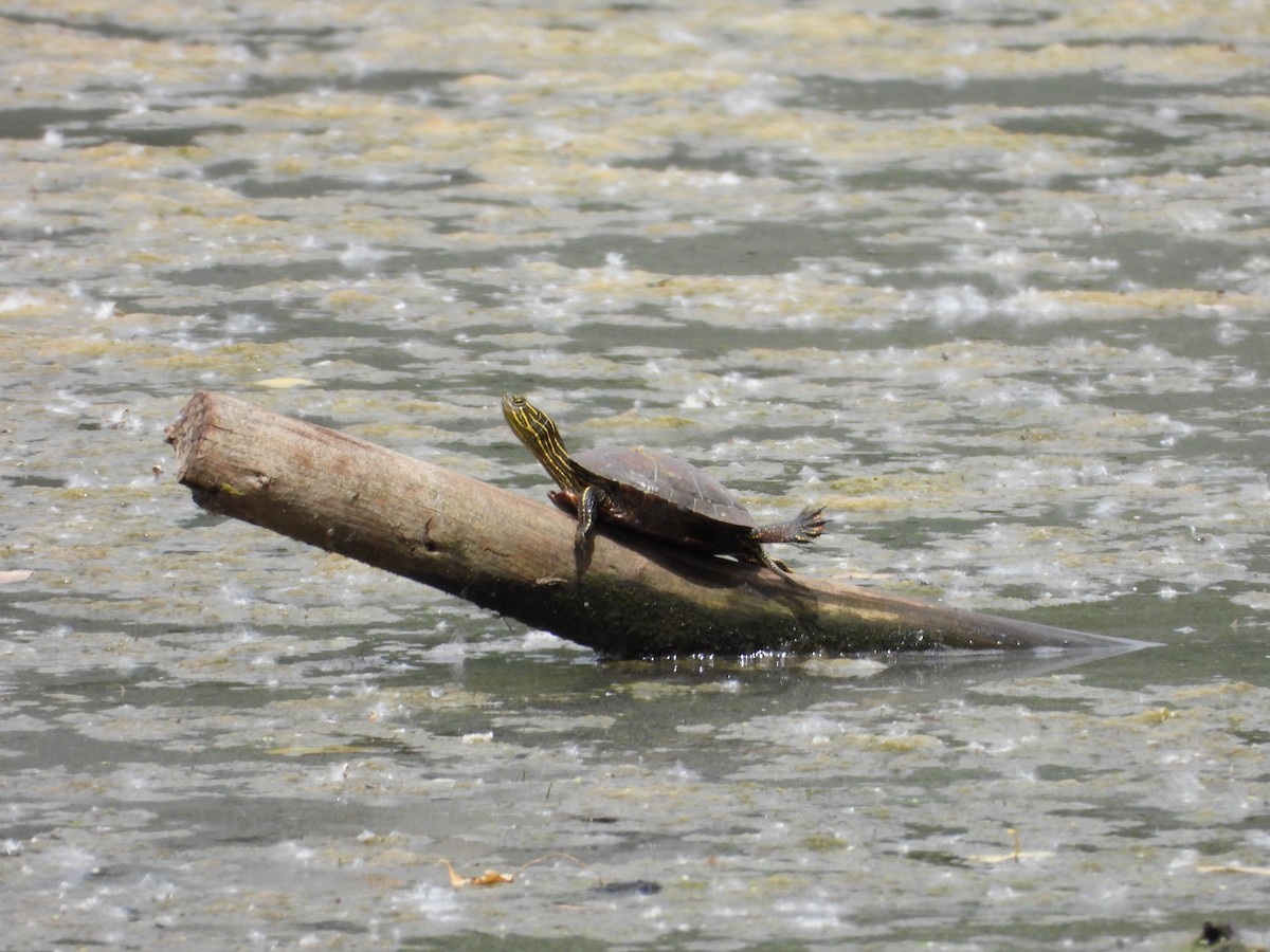 Western Painted Turtle - ML659292866