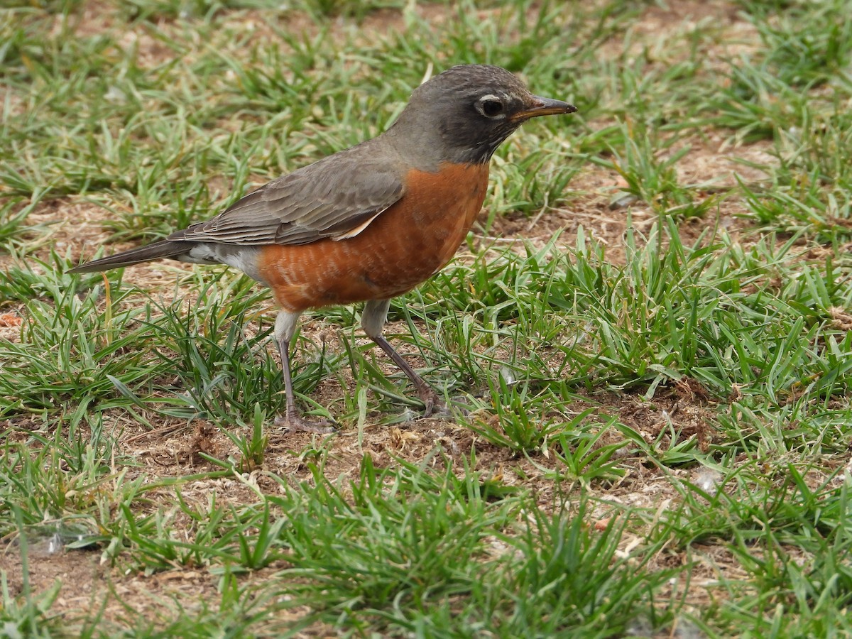 American Robin - ML659292951