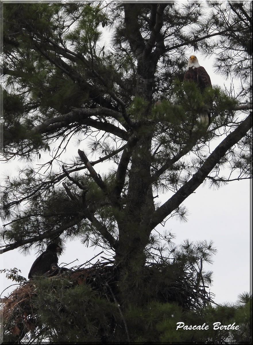 Bald Eagle - ML659293021