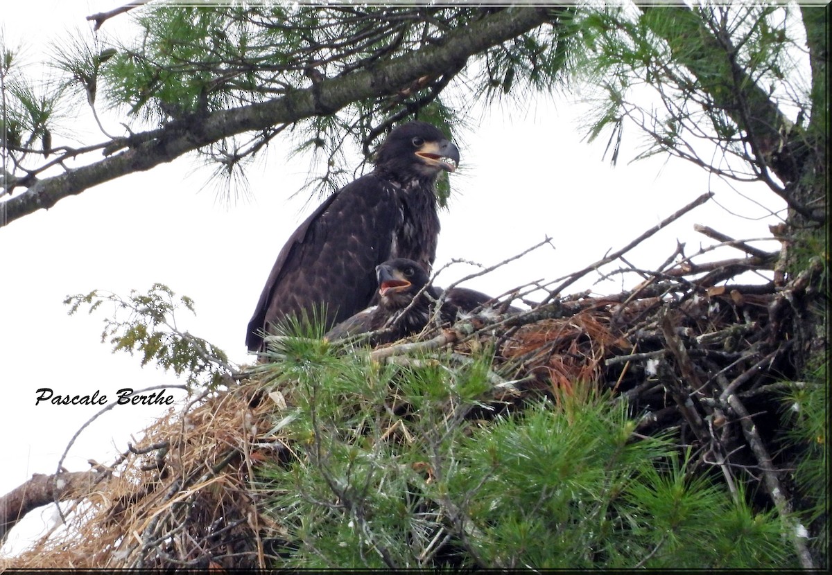 Bald Eagle - ML659293022