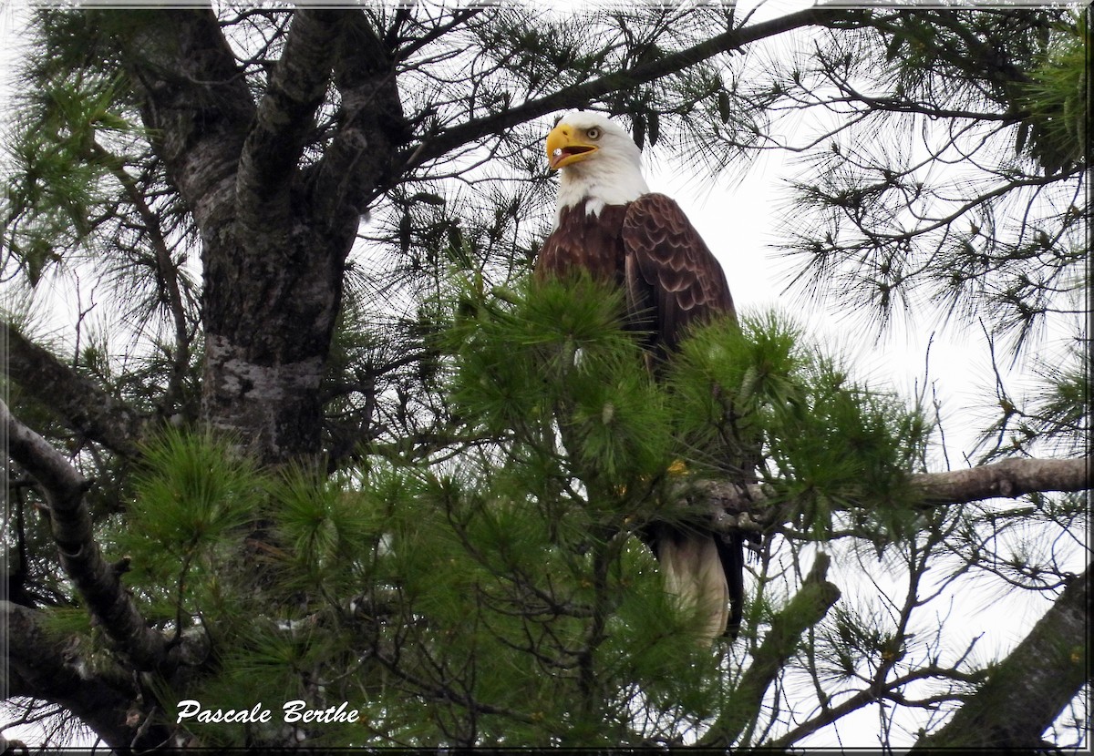 Bald Eagle - ML659293023