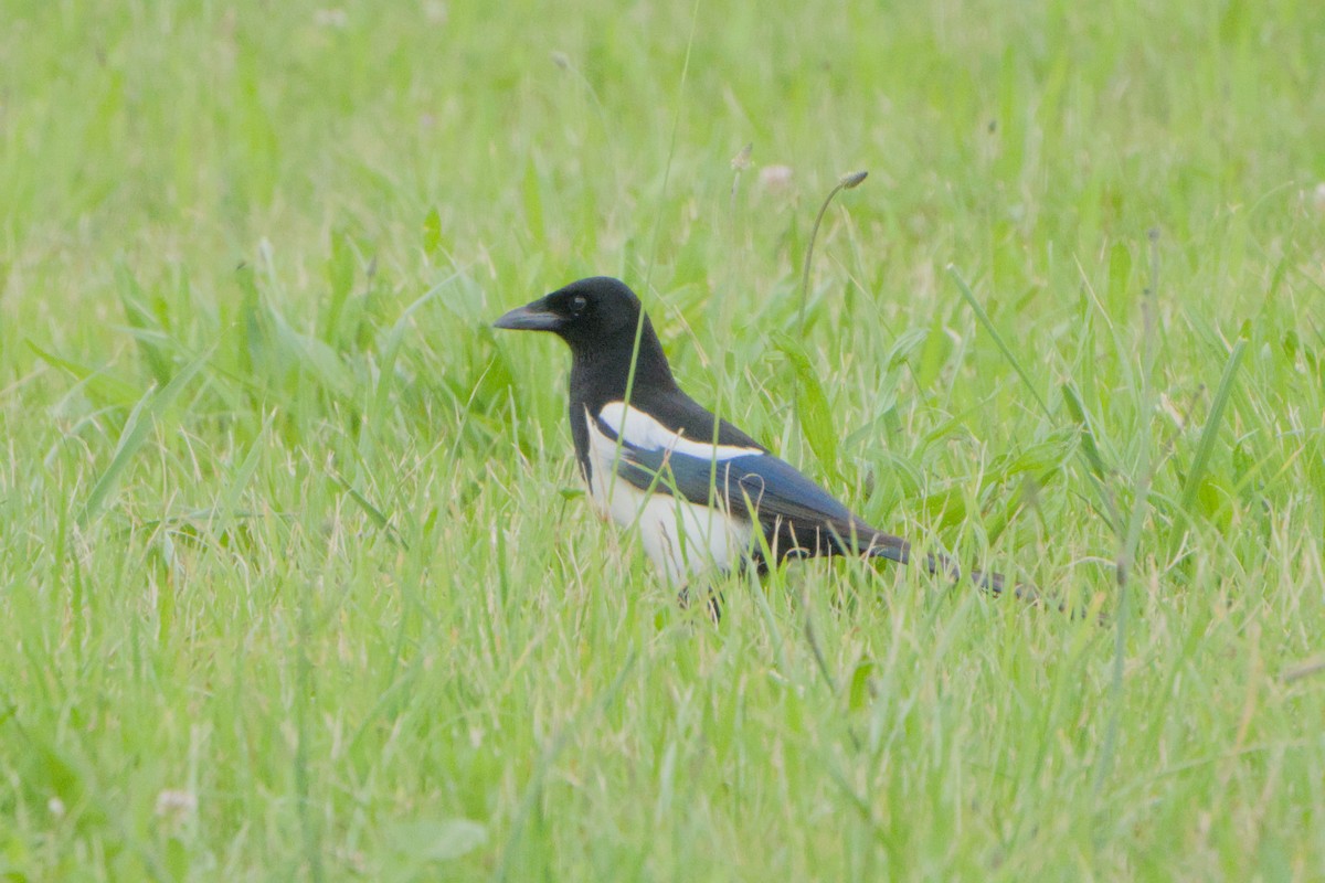 skjære - ML659293110