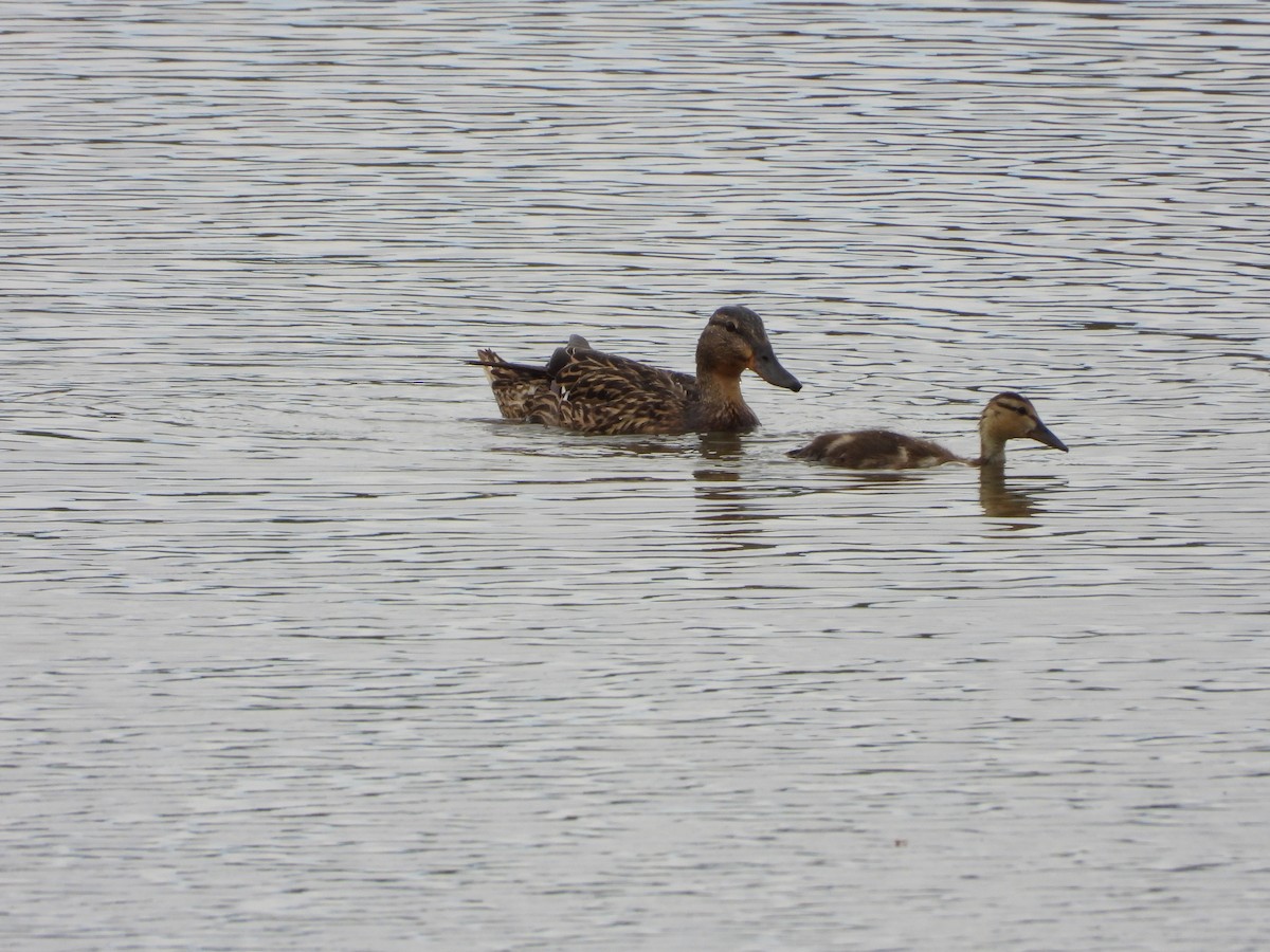 Mallard - ML659293512