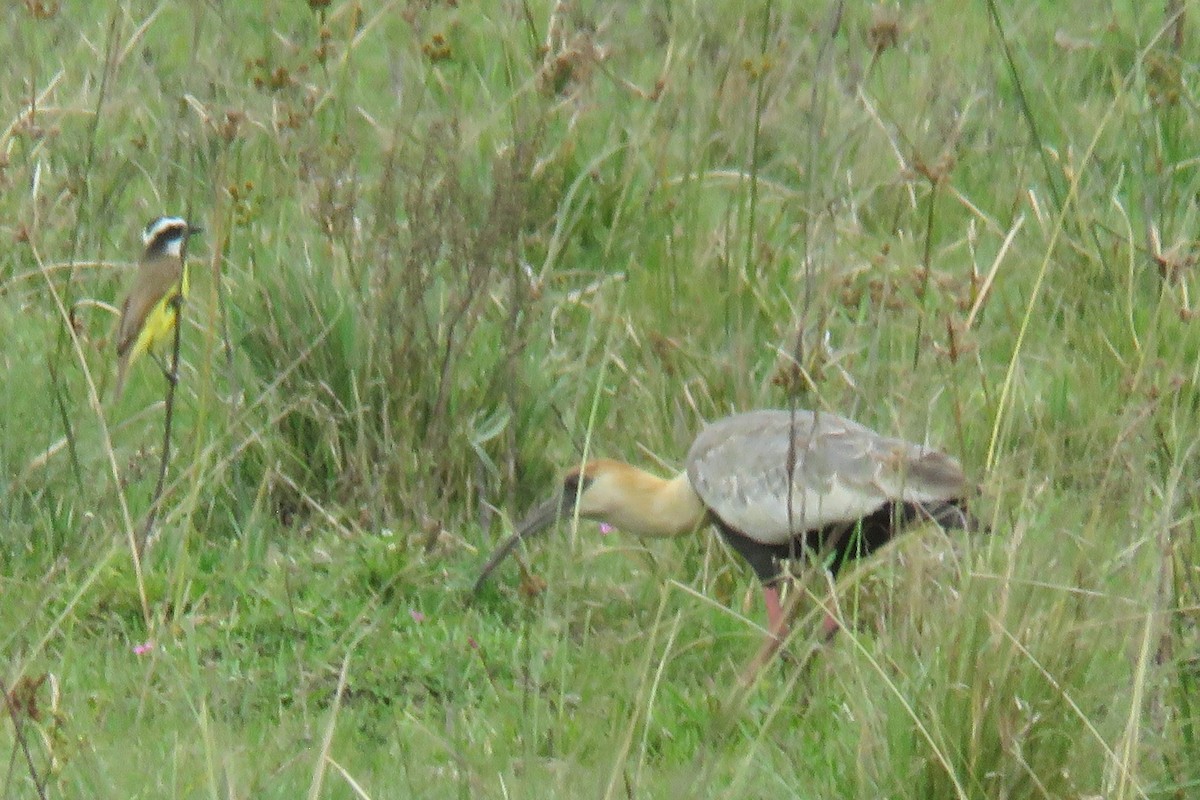 Buff-necked Ibis - ML659293527