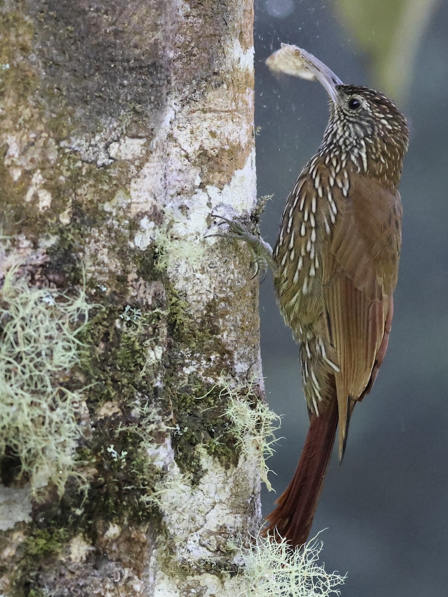 Montane Woodcreeper - ML659293552