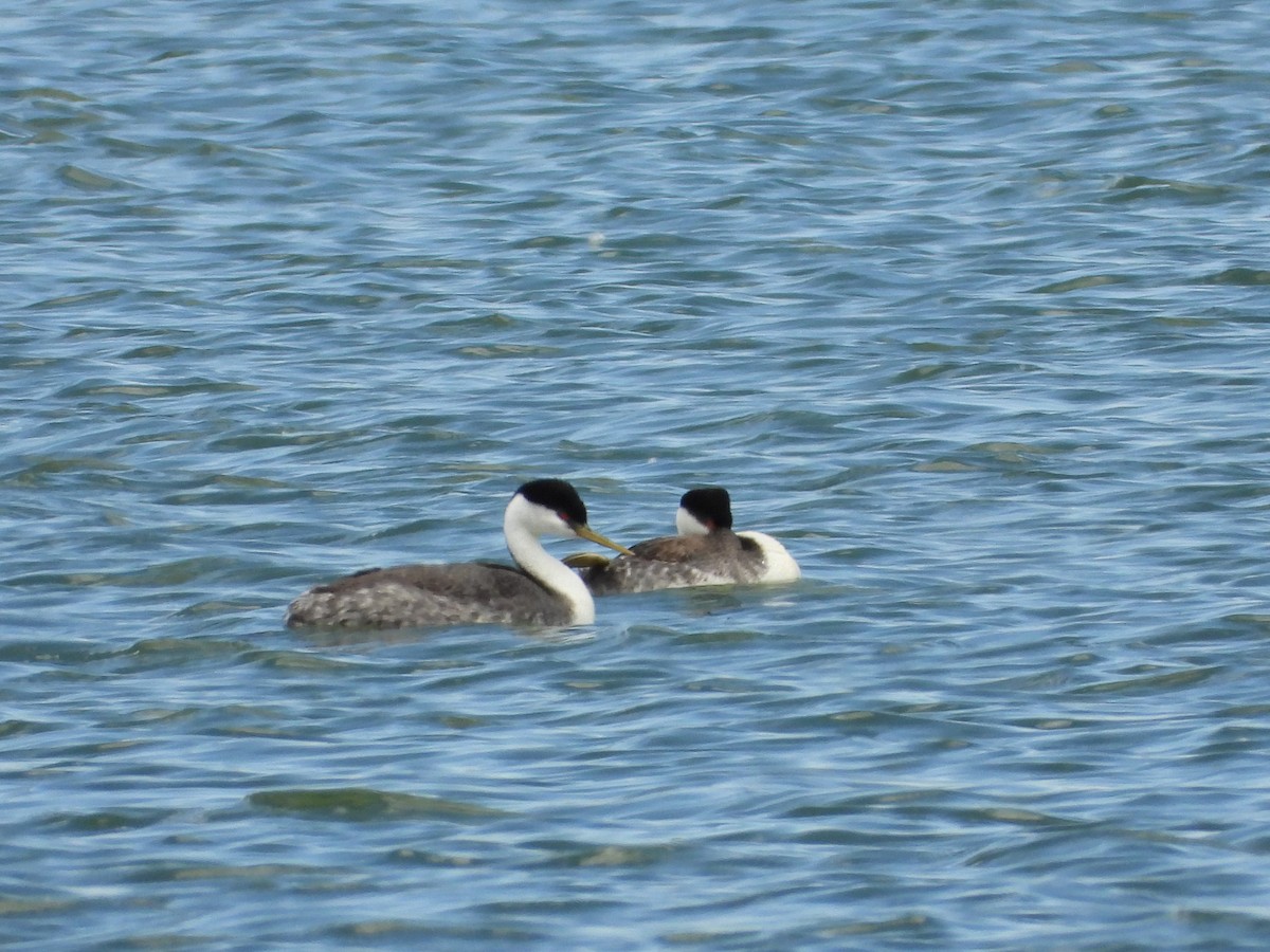 Western Grebe - ML659293566
