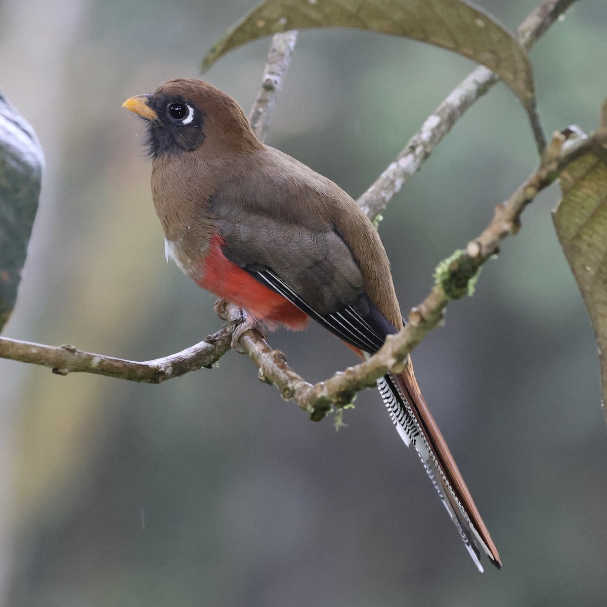 Masked Trogon - ML659293639