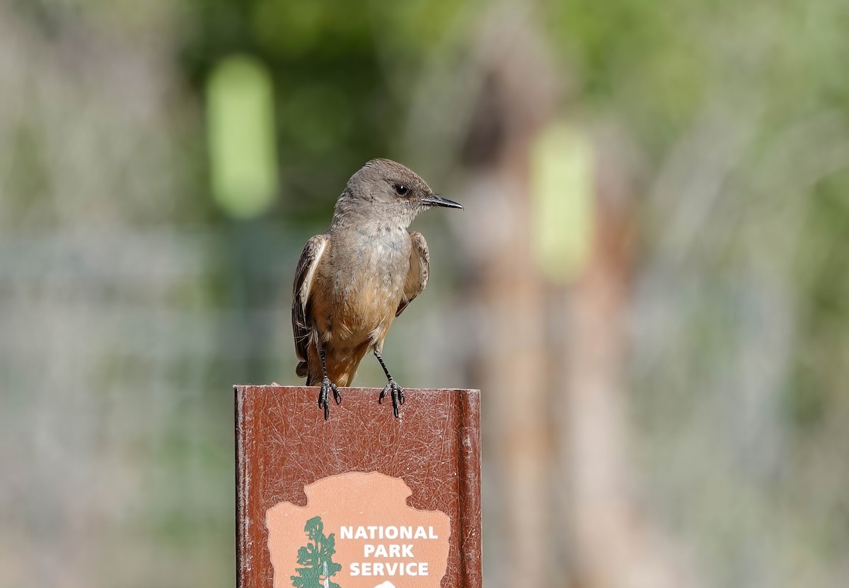 Say's Phoebe - ML659293640