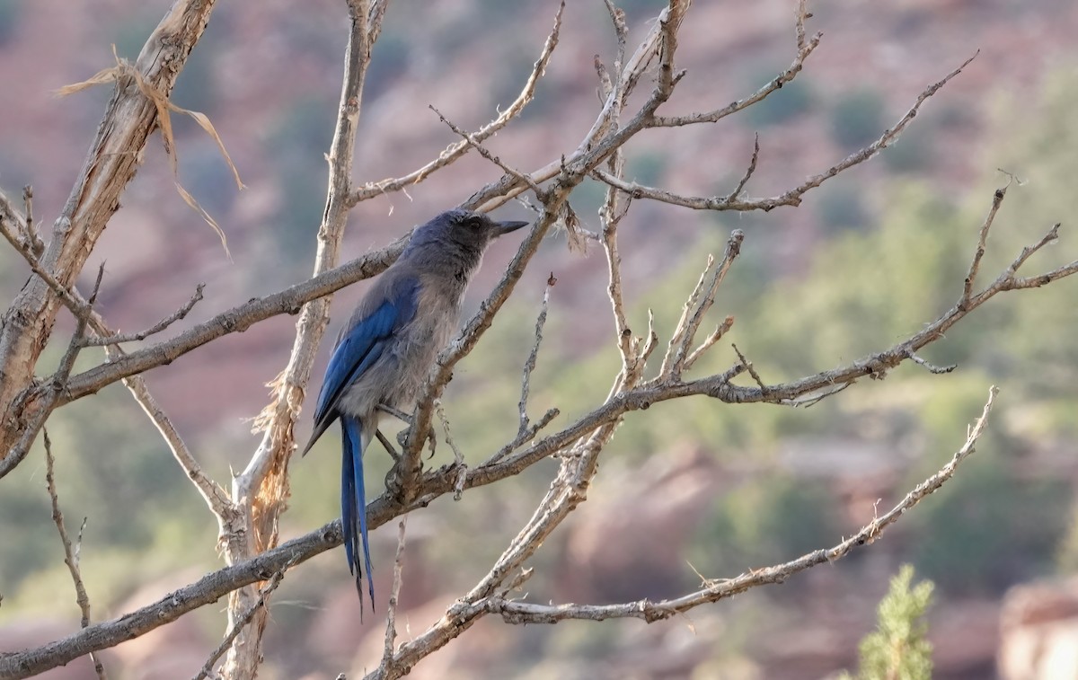 Woodhouse's Scrub-Jay - ML659293690