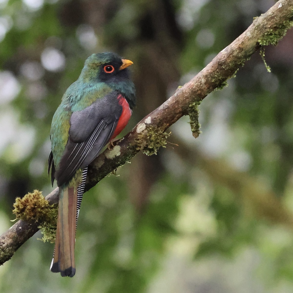 Masked Trogon - ML659293694