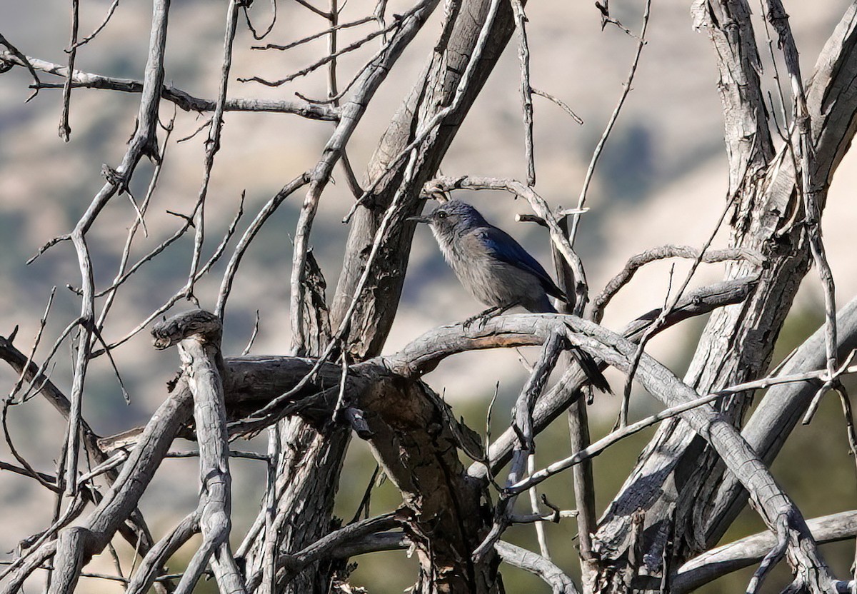 Woodhouse's Scrub-Jay - ML659293695