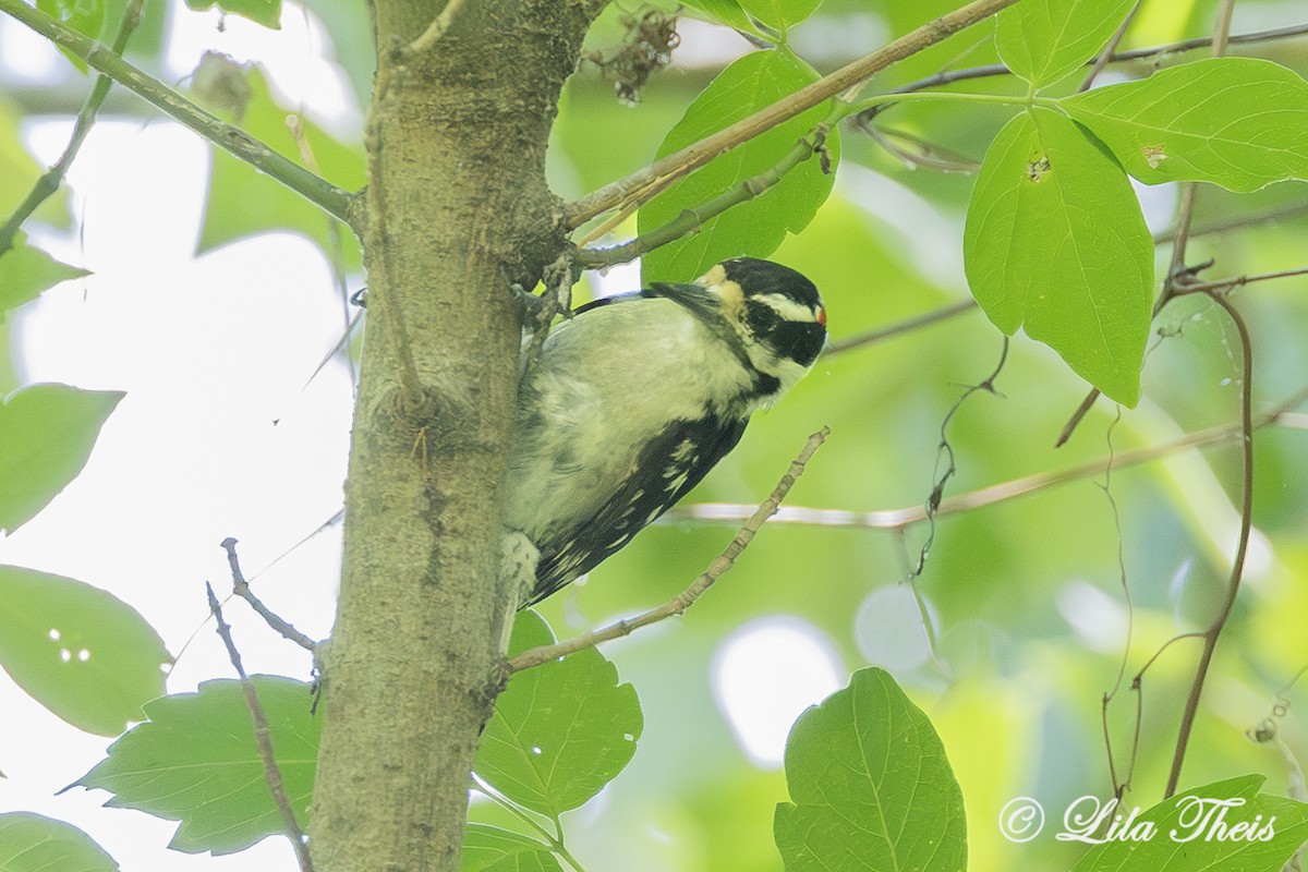 Downy Woodpecker - ML659293730