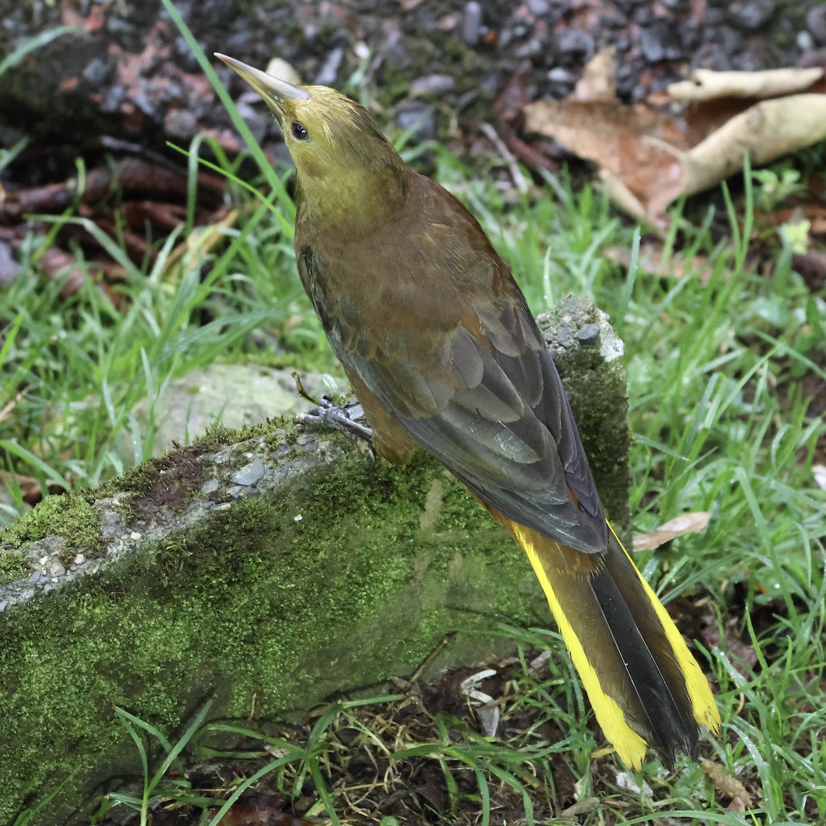 Russet-backed Oropendola (Russet-backed) - ML659293739