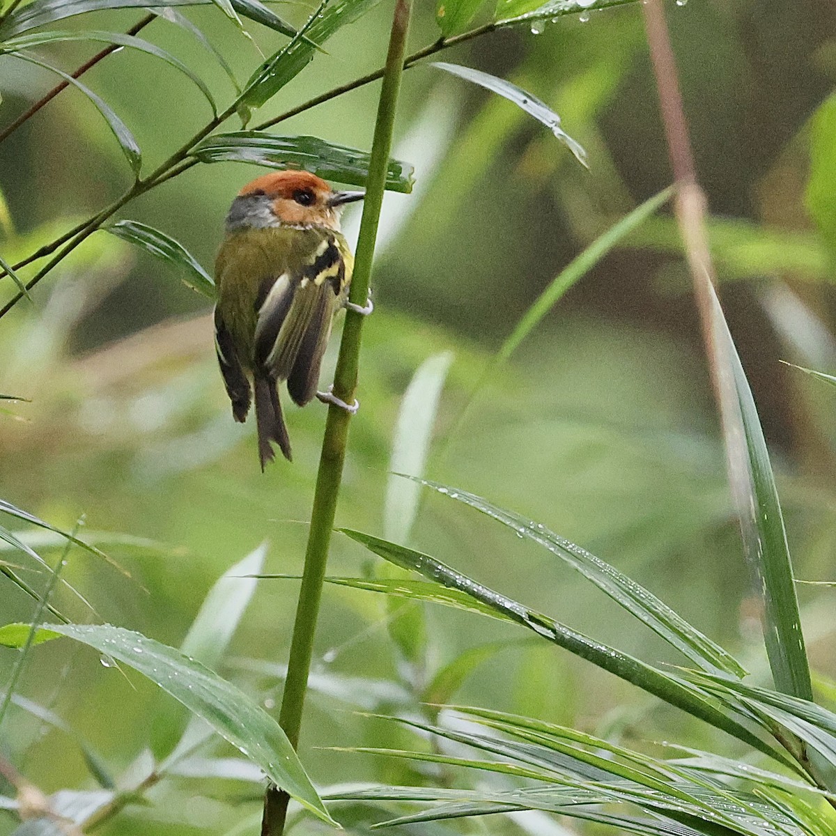 Rufous-crowned Tody-Flycatcher - ML659293781