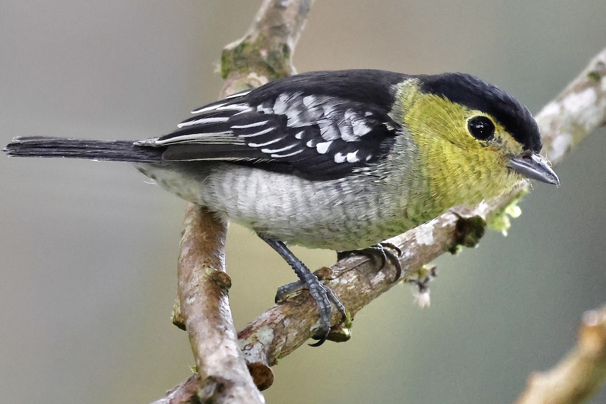 Barred Becard - ML659293807