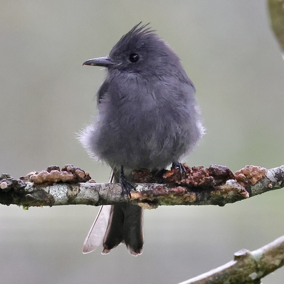 Smoke-colored Pewee - ML659293881