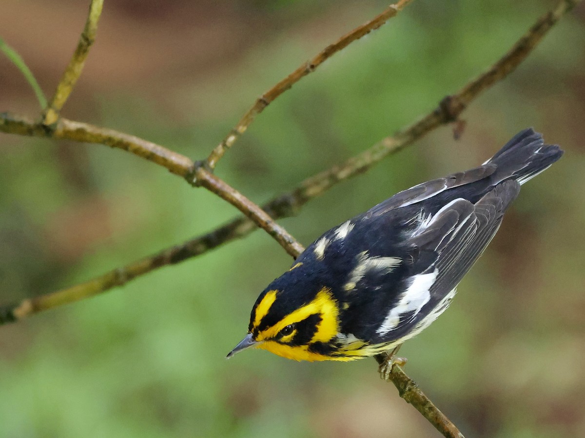 Blackburnian Warbler - ML659293934