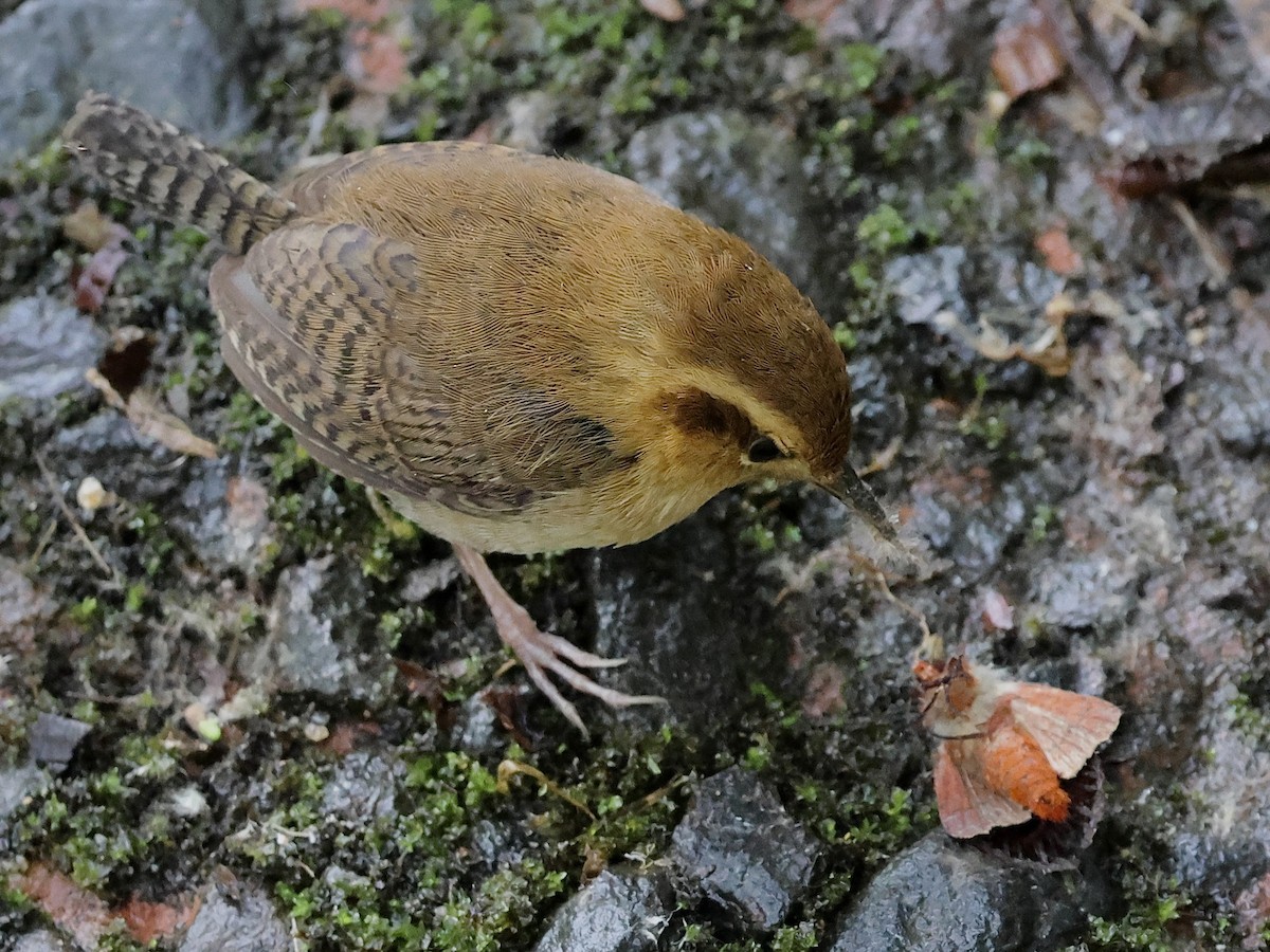 Mountain Wren - ML659294057
