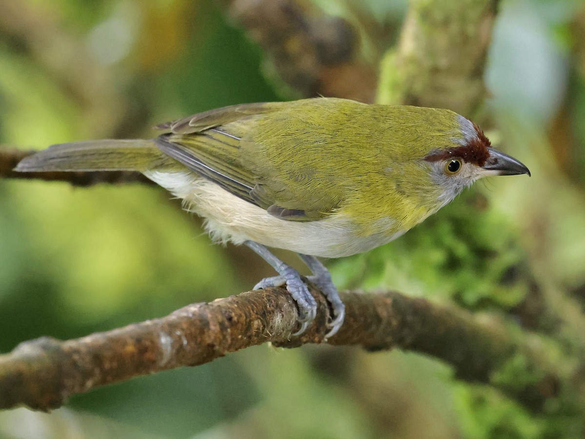 Black-billed Peppershrike - ML659294097