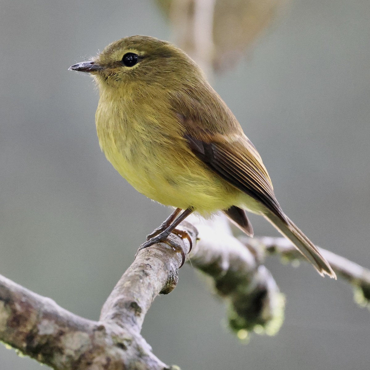 Flavescent Flycatcher - ML659294136