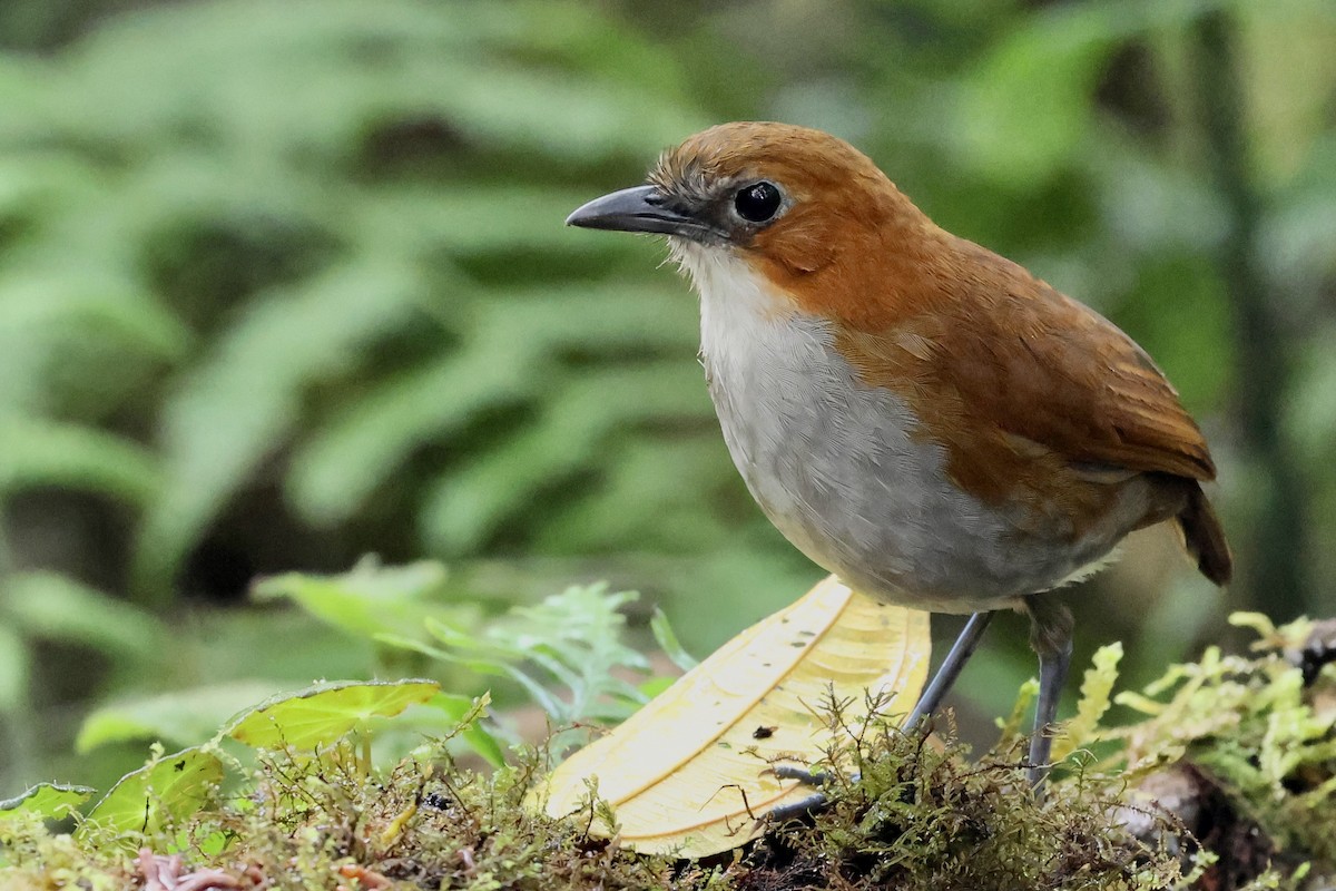 White-bellied Antpitta - ML659294165