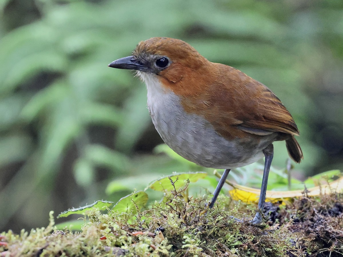 White-bellied Antpitta - ML659294184