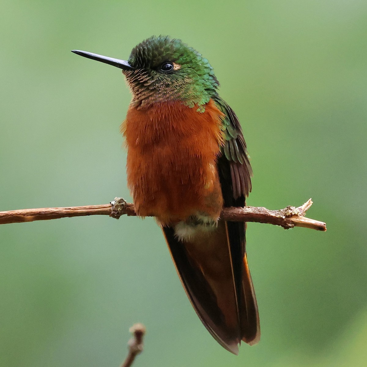 Chestnut-breasted Coronet - ML659294263