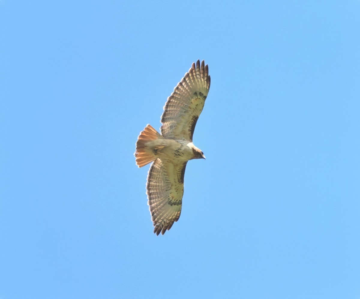 Red-tailed Hawk (borealis) - ML659294313