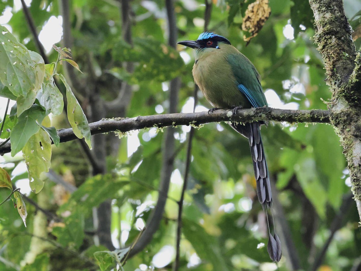 Andean Motmot - ML659294358