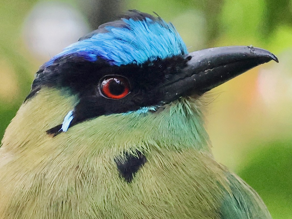 Andean Motmot - ML659294373