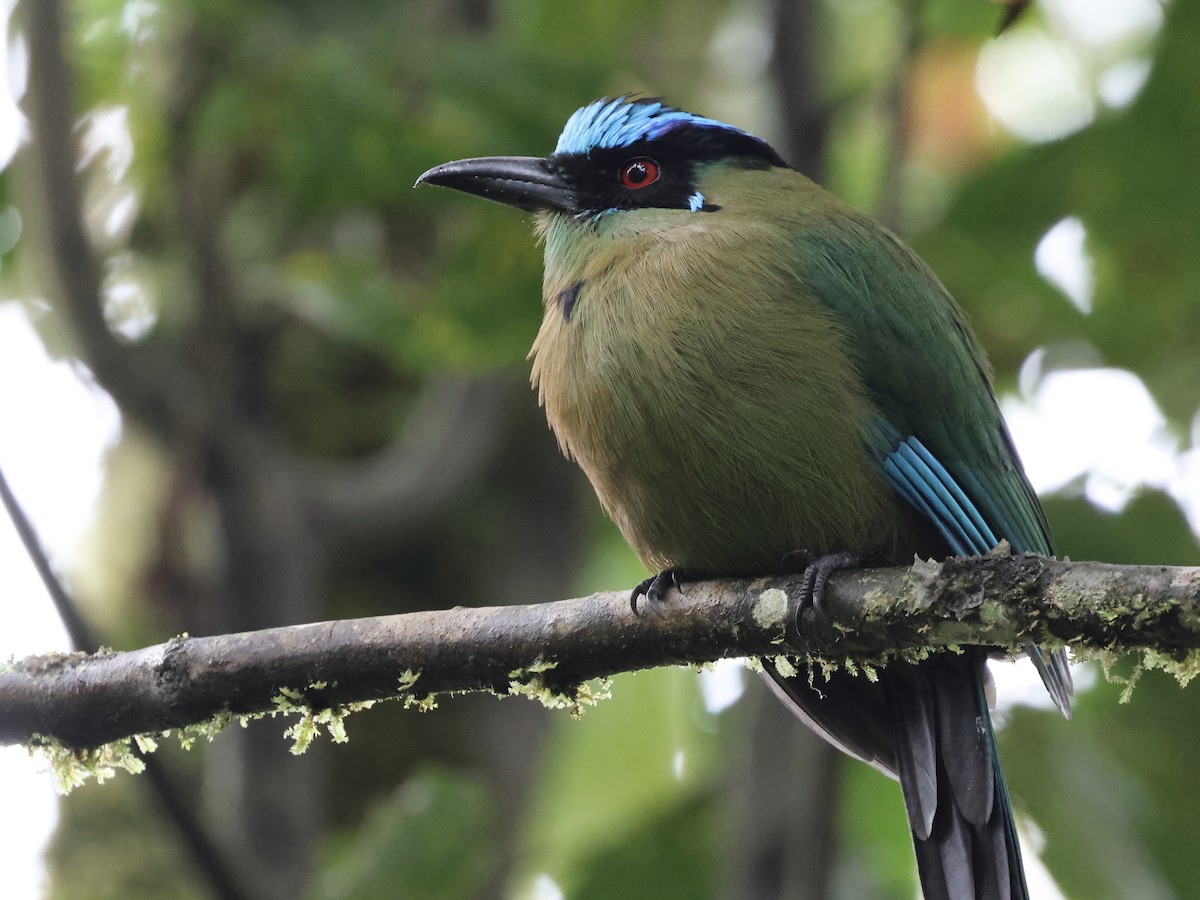Andean Motmot - ML659294390