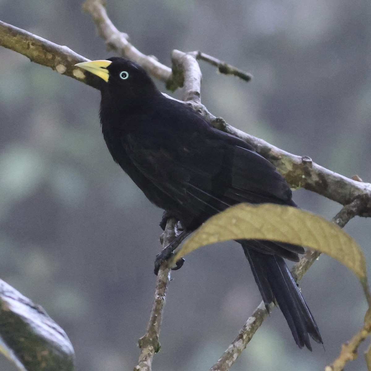 Scarlet-rumped Cacique (Subtropical) - ML659294580