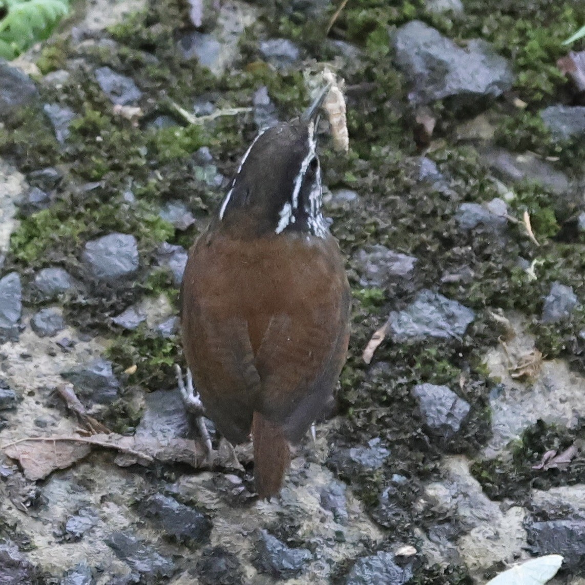 Gray-breasted Wood-Wren (Andean) - ML659294637