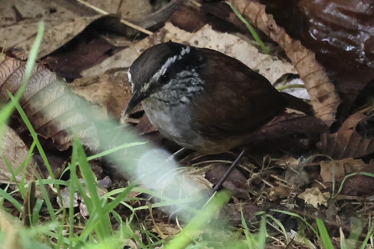 Gray-breasted Wood-Wren (Andean) - ML659294643