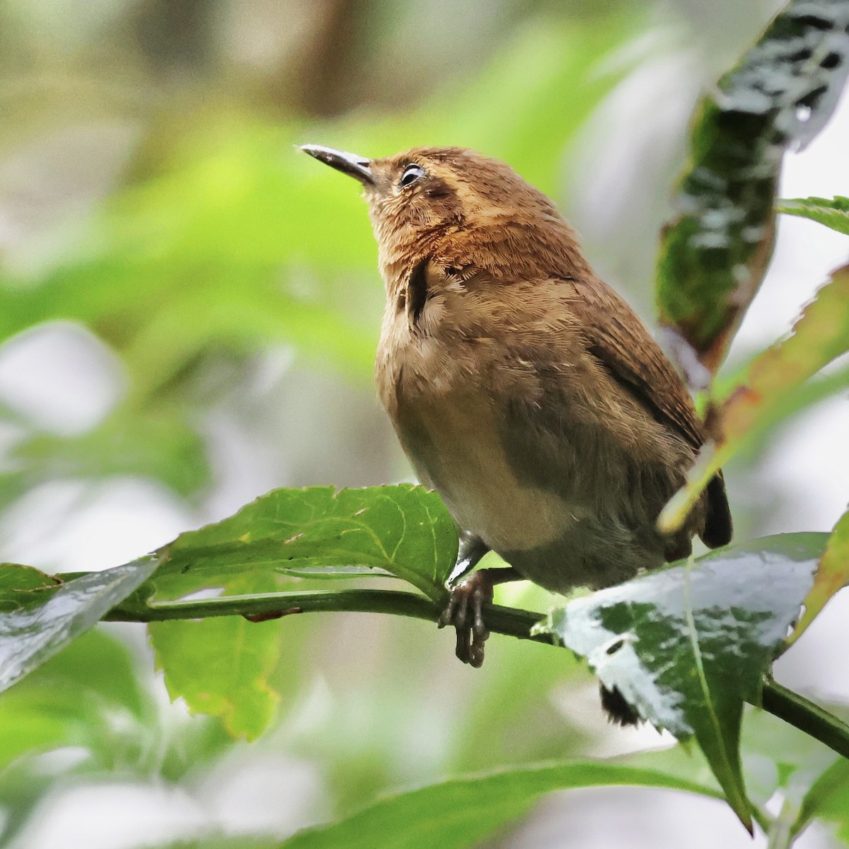 Mountain Wren - ML659294702