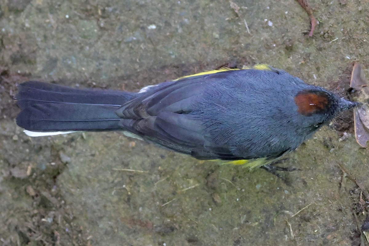 Slate-throated Redstart - ML659294807