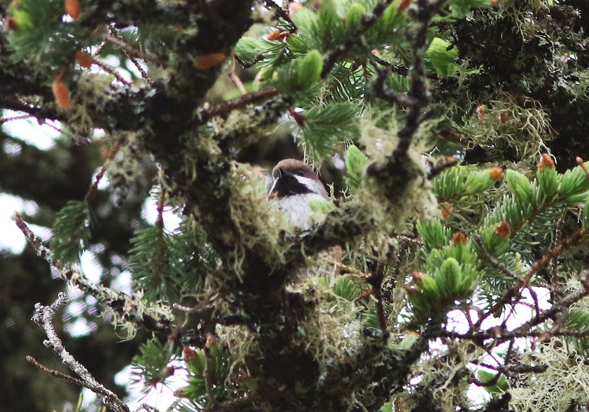 Boreal Chickadee - ML659294980