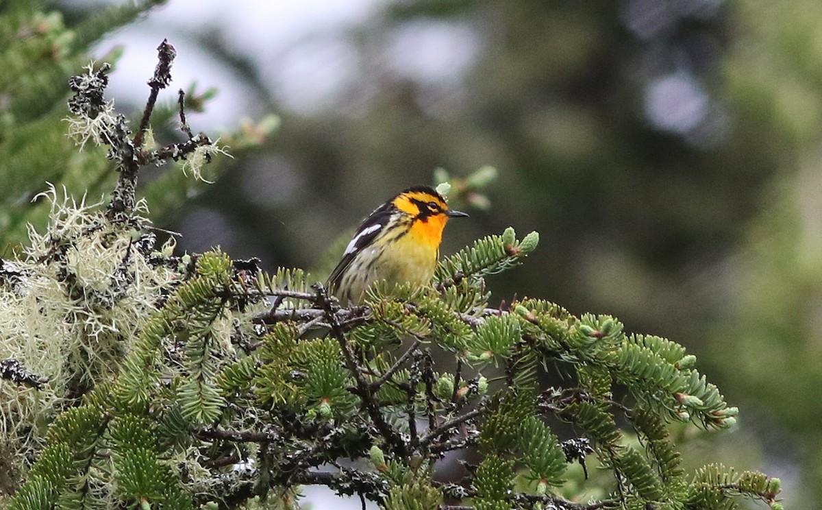 Blackburnian Warbler - ML659295008