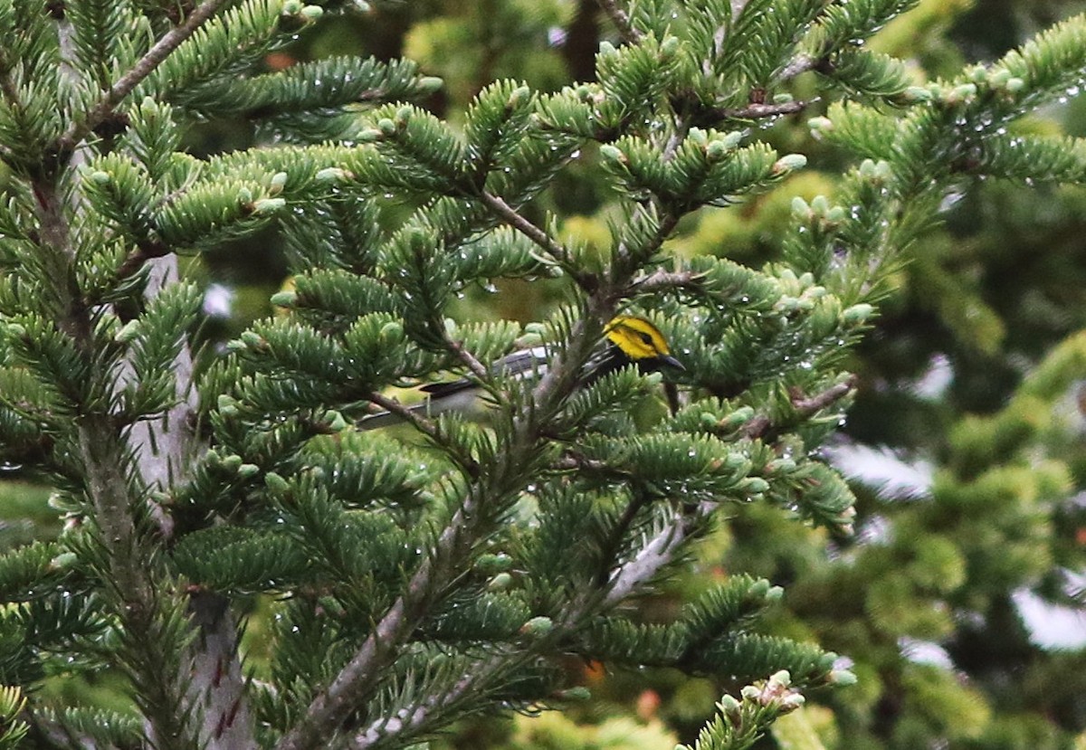 Black-throated Green Warbler - ML659295019