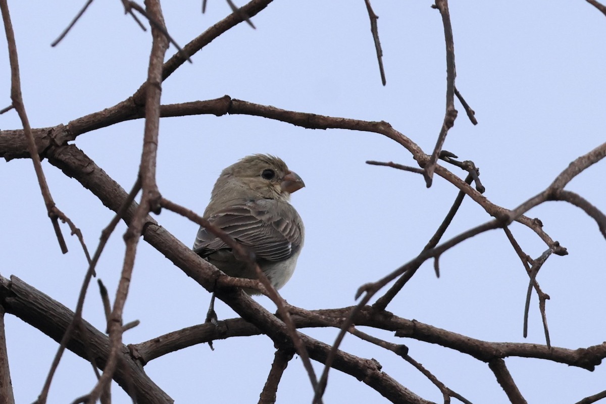 Plumbeous Seedeater - ML659295183