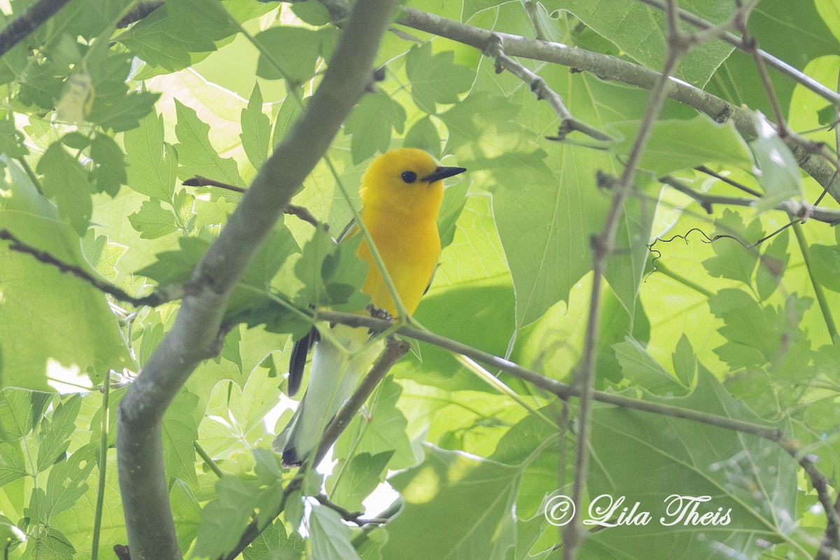 Prothonotary Warbler - ML659295198