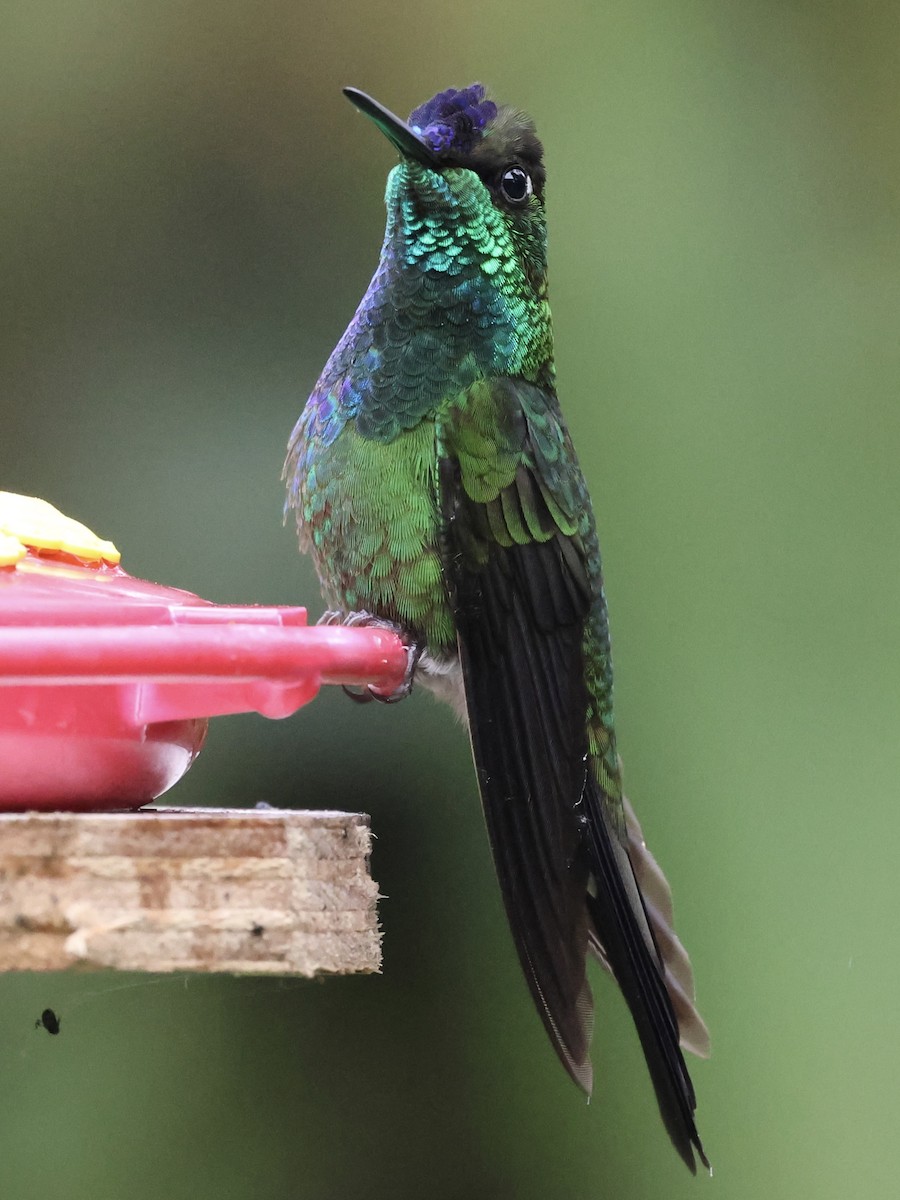 Violet-fronted Brilliant - ML659295516