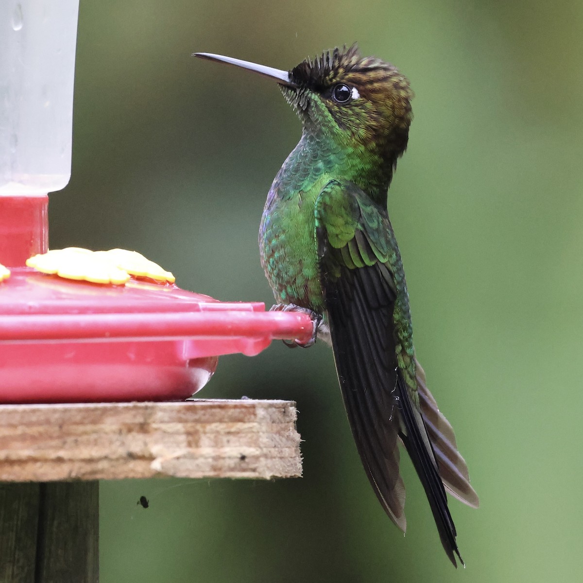 Violet-fronted Brilliant - ML659295523