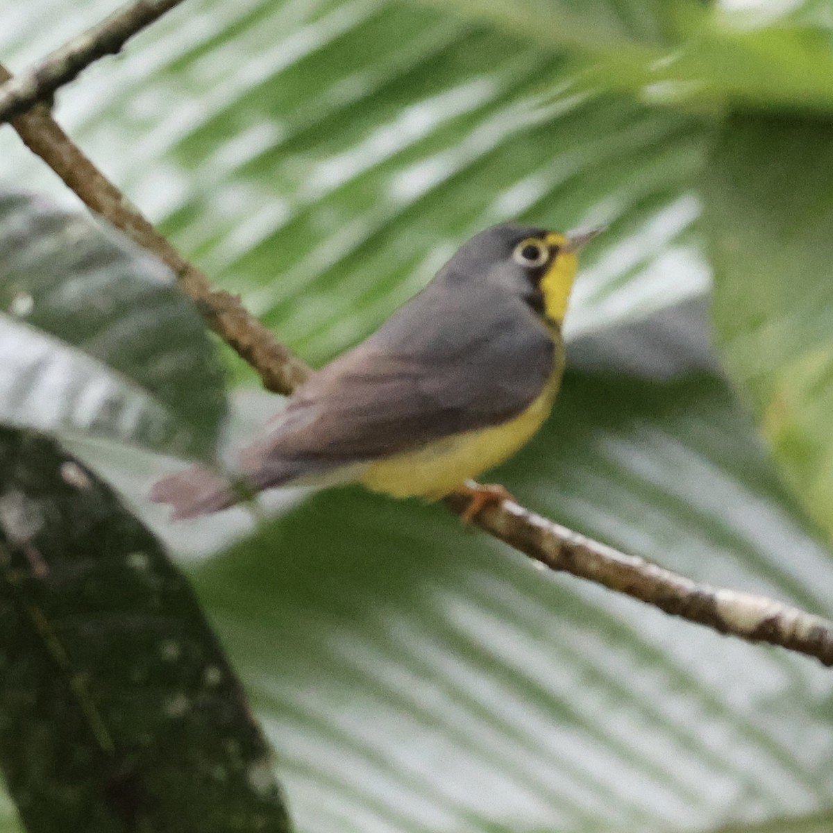 Canada Warbler - ML659295678