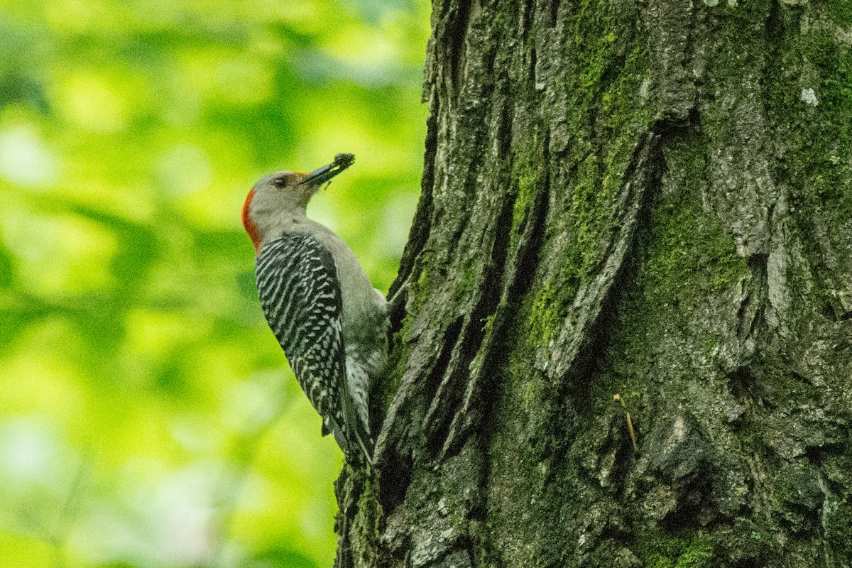 Red-bellied Woodpecker - ML659296408