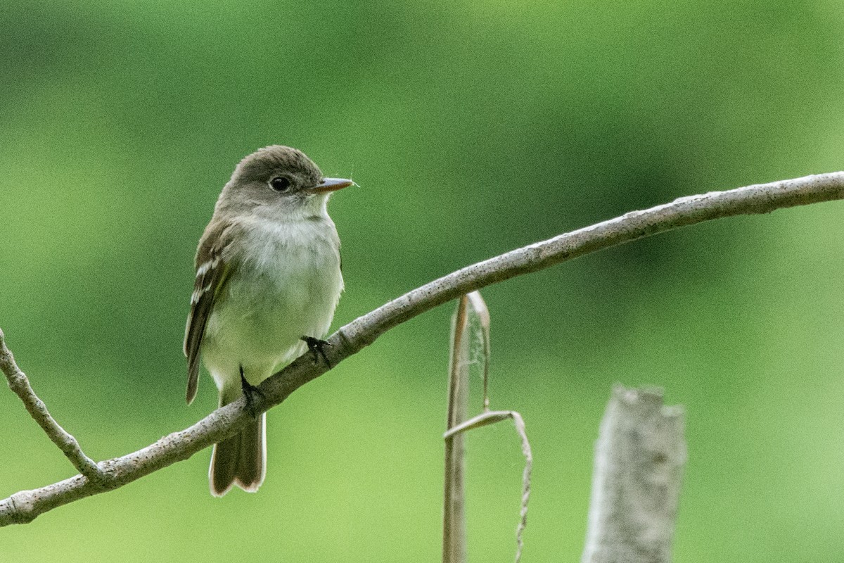 Alder Flycatcher - ML659296411