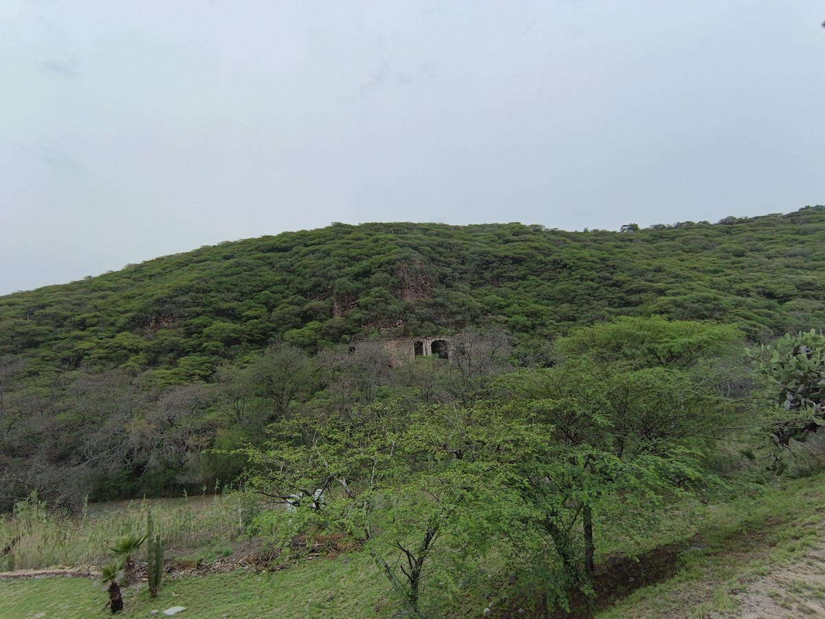 null - ML659296680