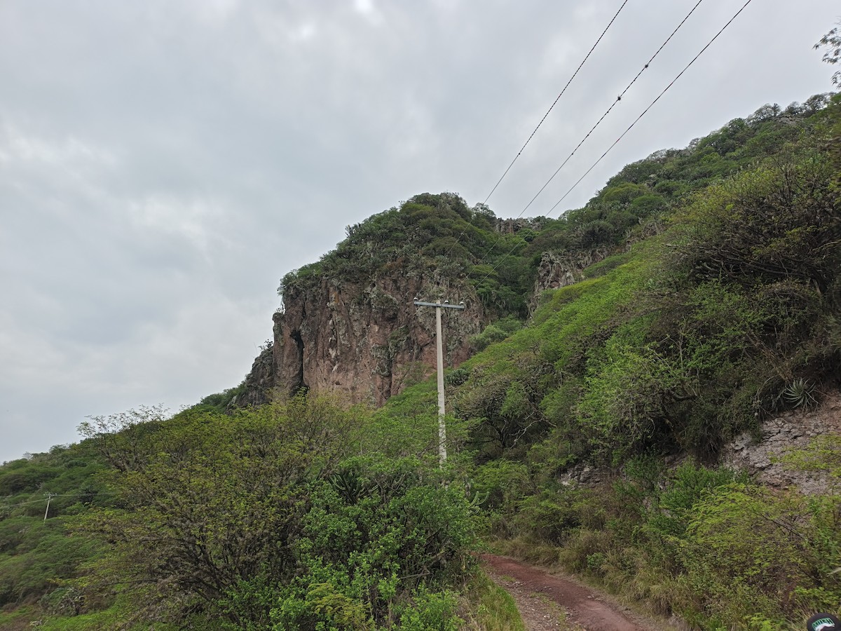 null - ML659296683